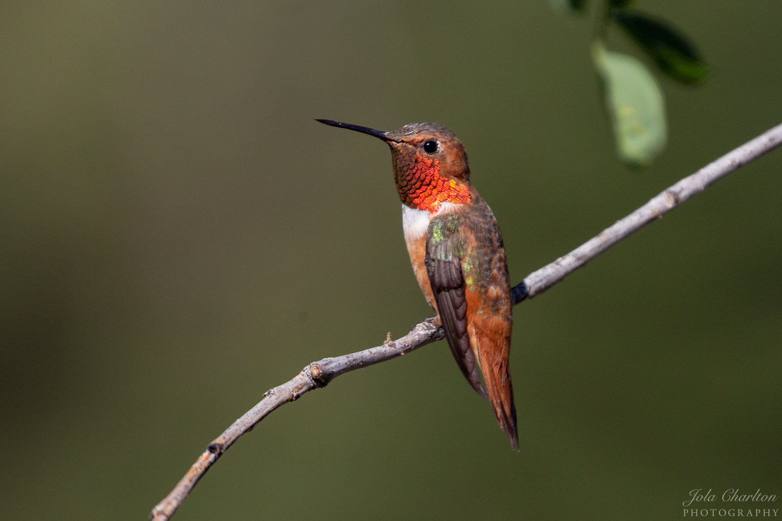 rufous hummingbird rufous hummingbird
